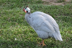 Numida meleagris domesticus