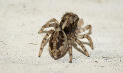 Maratus