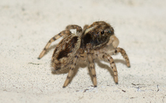 Maratus