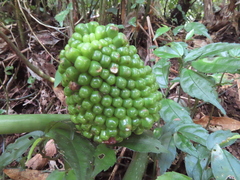 Arisaema ringens