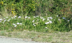 Carpobrotus mellei