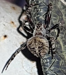 Neoscona