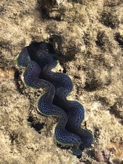 Tridacna crocea
