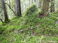 Hymenophyllum nephrophyllum
