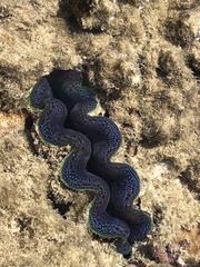 Tridacna crocea