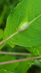 Neolasioptera impatientifolia