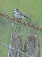 Epthianura albifrons