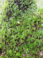 Hymenophyllum nephrophyllum