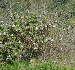Pelargonium panduriforme