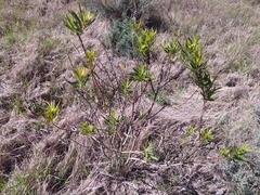 Gomphocarpus fruticosus