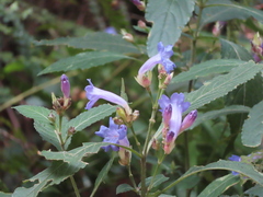 Strobilanthes formosana