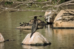 Phalacrocorax sulcirostris