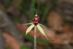 Caladenia australis