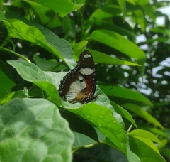 Hypolimnas misippus