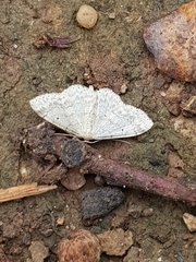 Idaea biselata