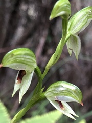 Pterostylis chocolatina