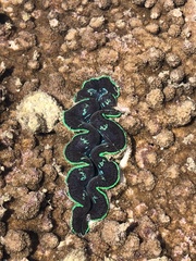 Tridacna crocea