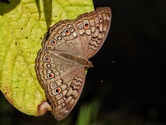 Junonia atlites