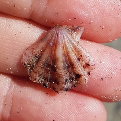 Flexopecten flexuosus