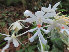 Calanthe triplicata