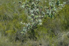 Protea nitida