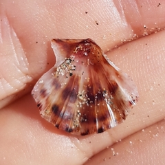 Flexopecten flexuosus