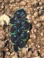 Tridacna crocea
