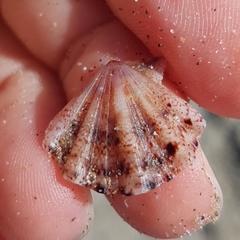 Flexopecten flexuosus