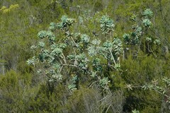 Protea nitida