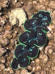 Tridacna crocea