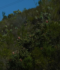 Protea neriifolia