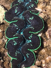 Tridacna crocea