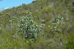 Protea nitida