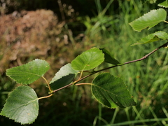 Betula pubescens