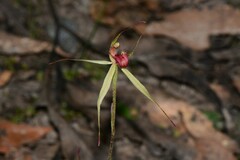 Caladenia australis