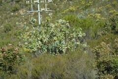 Protea nitida