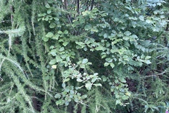 Salix caprea