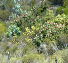 Protea neriifolia