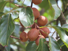 Actinidia rufa