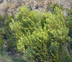 Leucadendron salignum