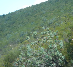 Protea nitida