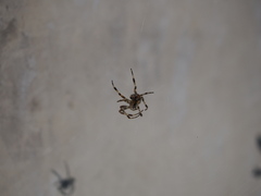 Araneus diadematus