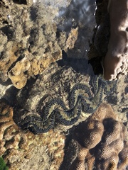 Tridacna maxima
