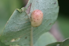 Euura pedunculi