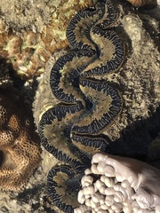 Tridacna maxima