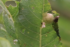 Euura pedunculi