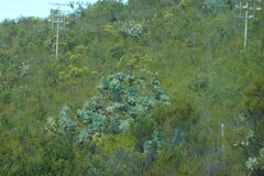 Protea nitida