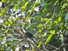 Phaenicophaeus tristis