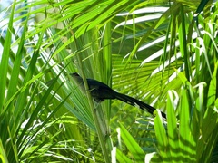 Phaenicophaeus tristis