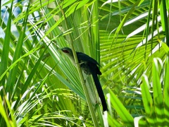 Phaenicophaeus tristis